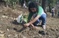 Activists for Peace in Costa Rica planted 50 native trees