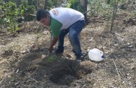 Activists for Peace in Costa Rica planted 50 native trees