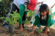 Jornadas de Arborizacion en Peru