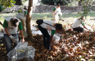 limpiando manglar 